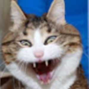 Meet your Posher, Ach